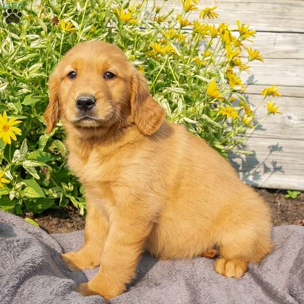 Misty, Golden Retriever Puppy